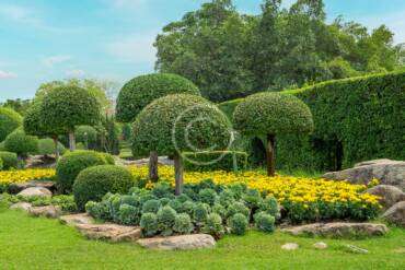 Best practices for watering your plants effectively