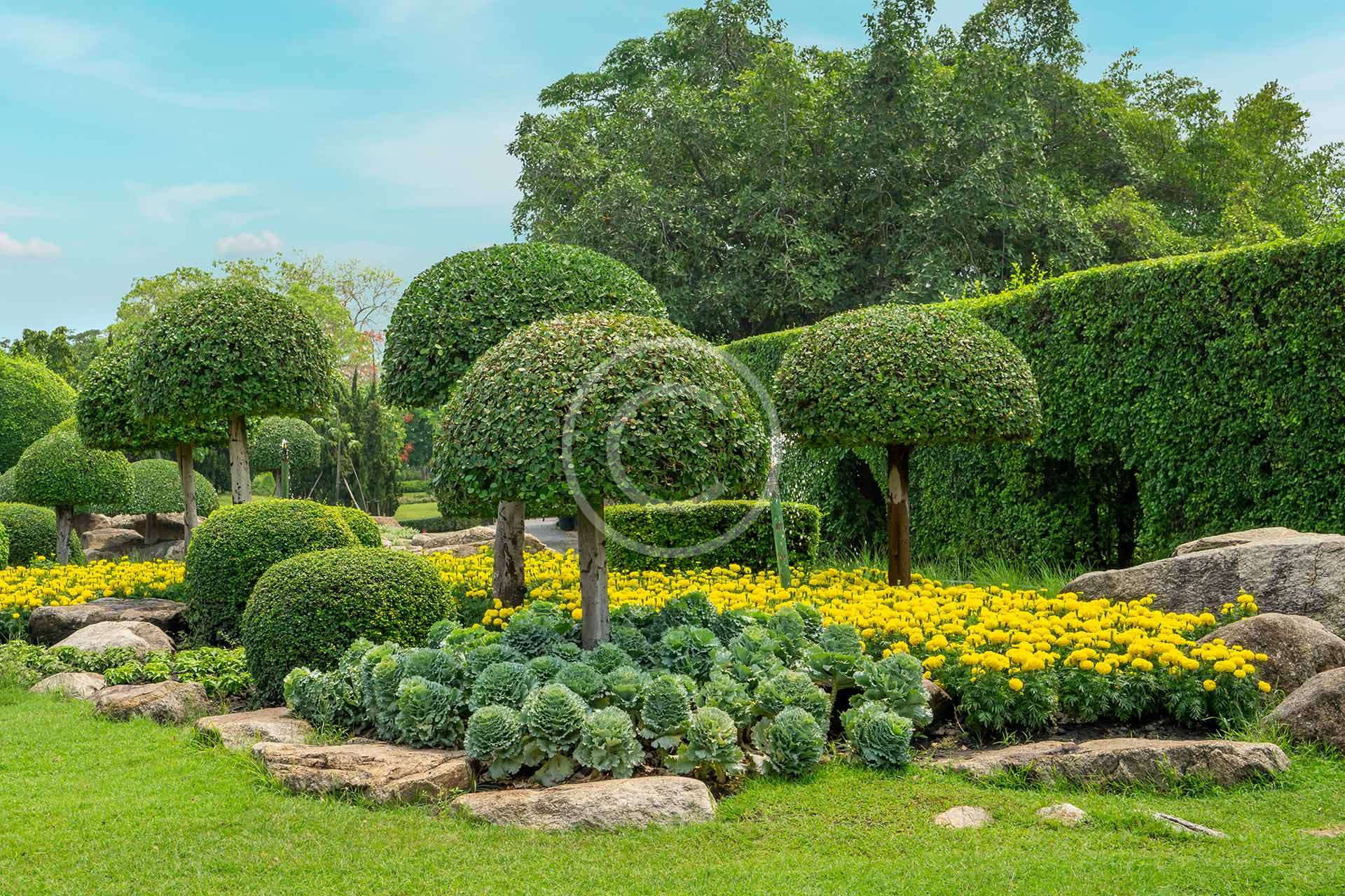 Best practices for watering your plants effectively