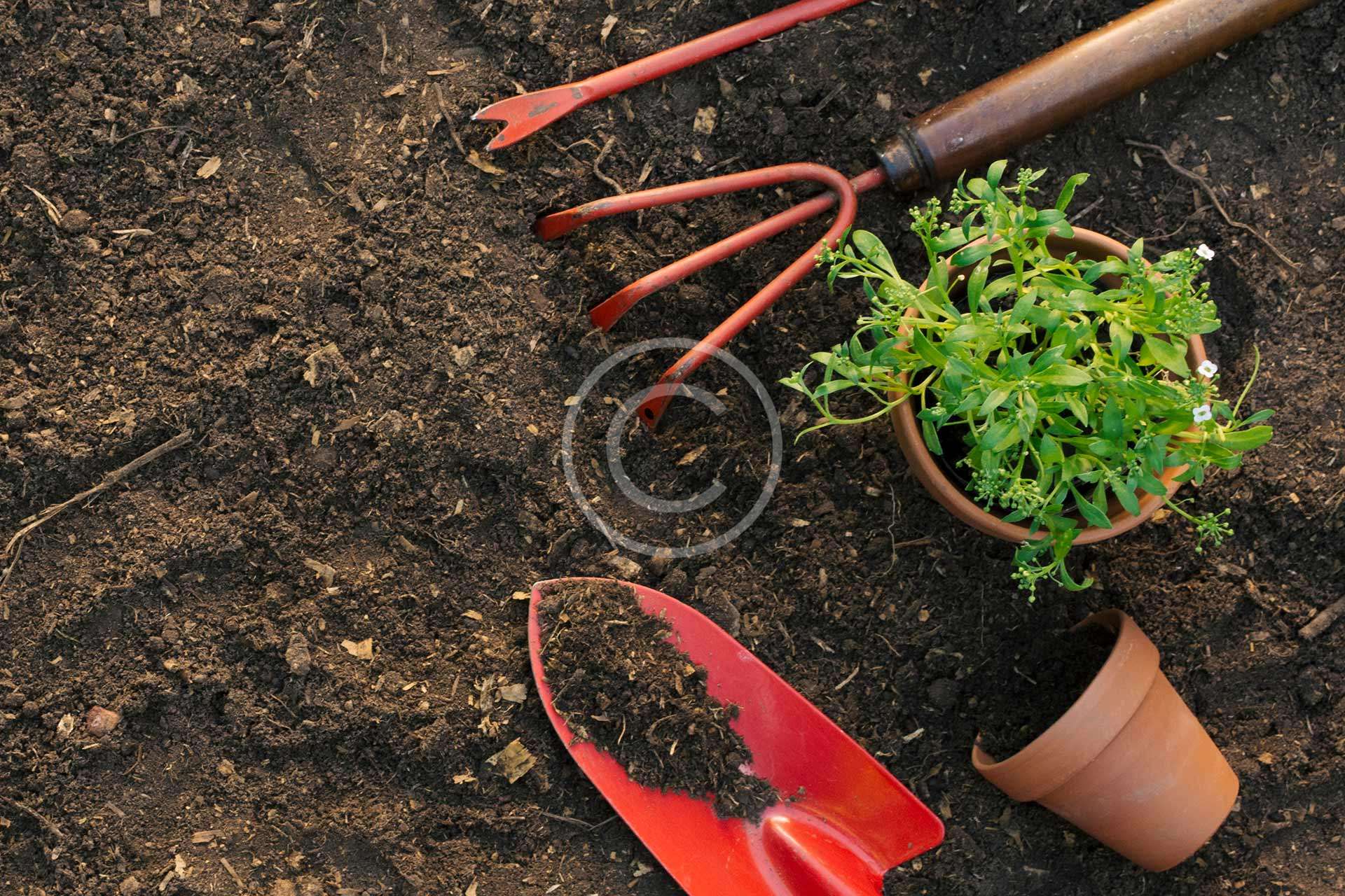 Secrets to a year-round flower garden